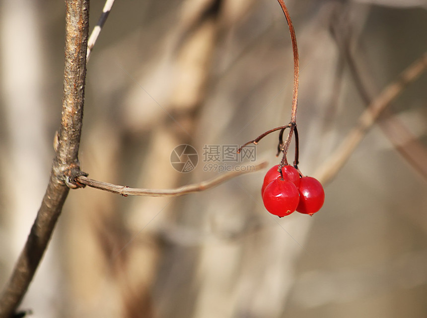红色成熟的荚蒾浆果图片