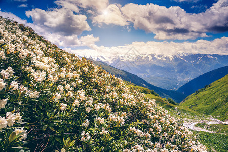 乌什巴山脚下高山草原的风景和花朵图片