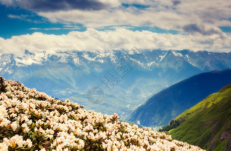乌什巴山脚下高山草原的风景和花朵图片