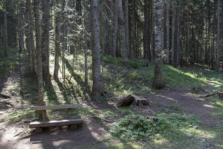 绿色森林中的长木凳图片
