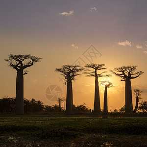 马达加斯Bao图片