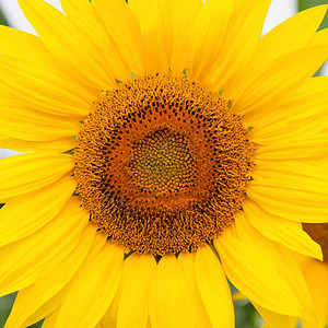 高的向日葵自然环图片