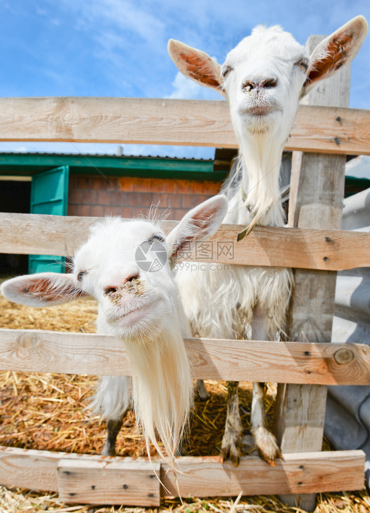 农场谷仓蓝天乌克兰的两只有趣的山羊图片