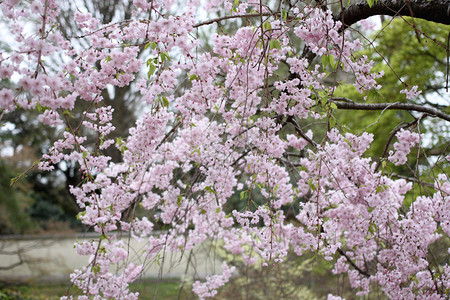 在日本花园的樱花之春图片