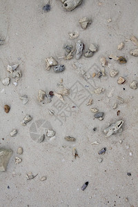 带有石头和贝壳的海沙照片图片