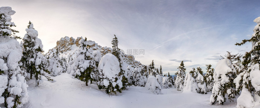 白雪覆盖的树木和岩石全景图片