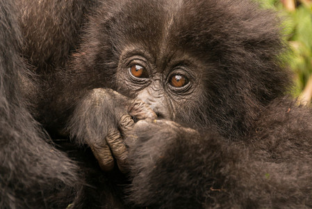卢旺达火山公园森林中的一只小猩用手捂住嘴巴图片