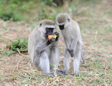 猴吃苹果肯尼亚国图片