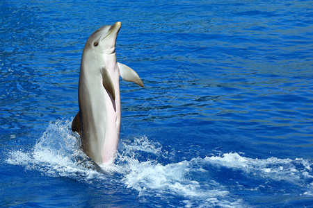 美丽的海豚在水族馆展图片