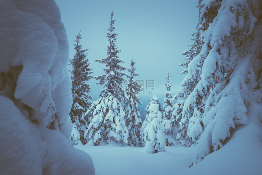 童话森林与雪漂流的冬天风景圣诞景色调图片