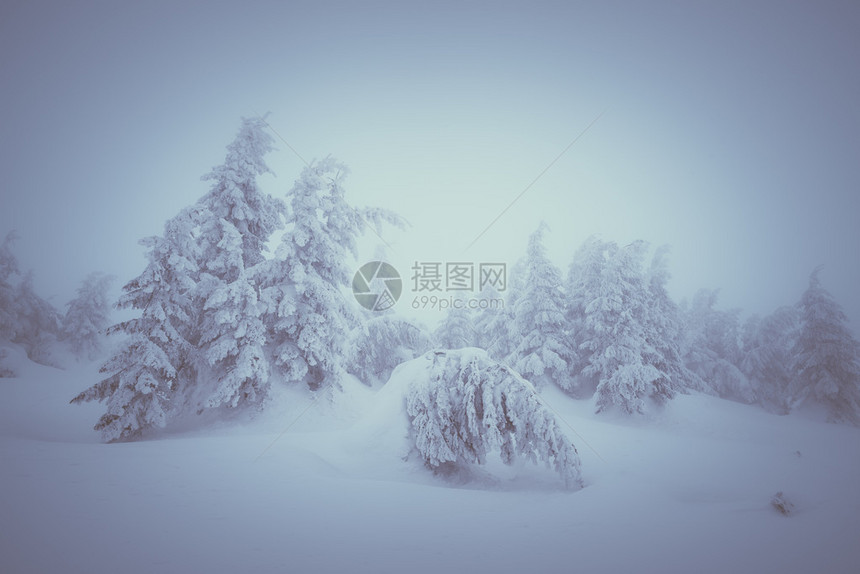 圣诞故事温冬森林的风景雪流彩图片