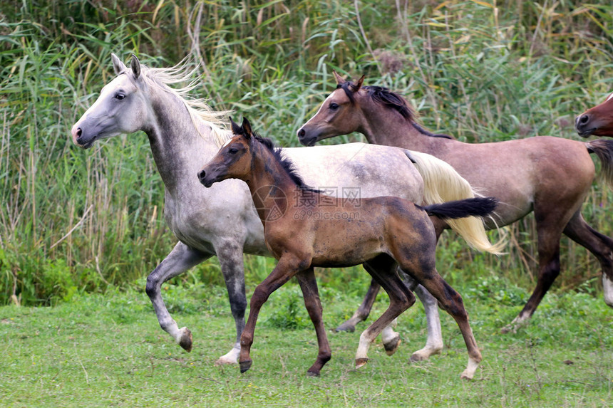 马群在草地的夏季奔图片