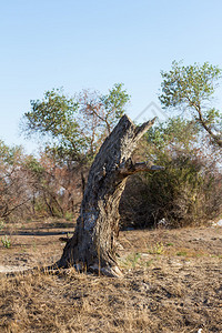 沙漠中的树桩背景图片