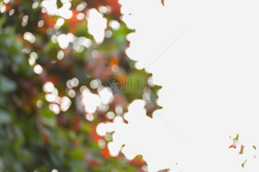 自然背景秋天的绿叶和橙叶抽象模糊且不突图片