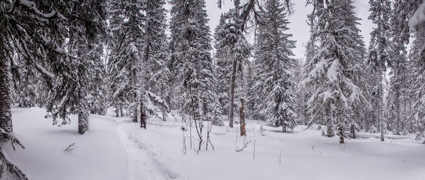 雪后冬季森林滑雪景观图片