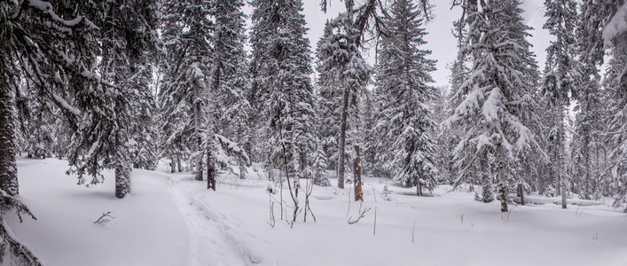 雪后冬季森林滑雪景观图片