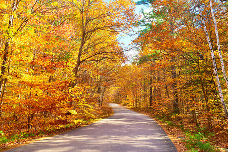 秋天的景色与森林中的道路高清图片
