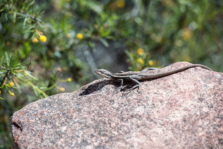 澳大利亚长尾蜥蜴挂在岩石上的肖像图片