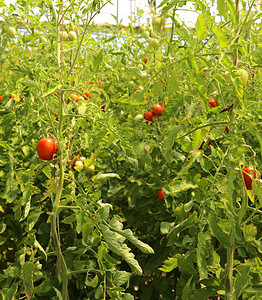 在温室里种植的成熟西红柿图片