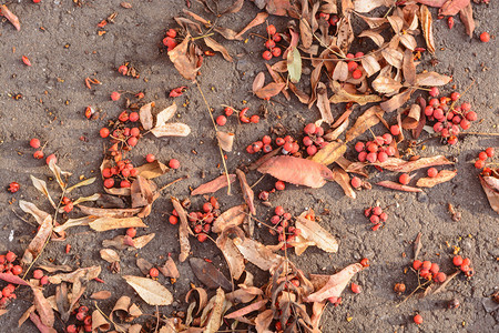 秋日阳光下人行道上的山灰树叶和果实图片