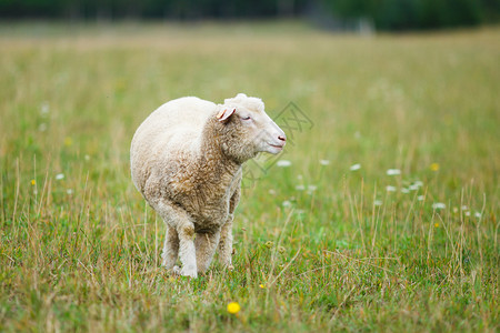 秋季草地上的羔羊图片