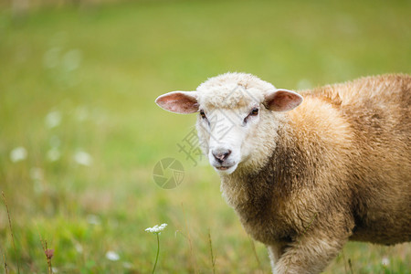 秋时草地上的羊图片