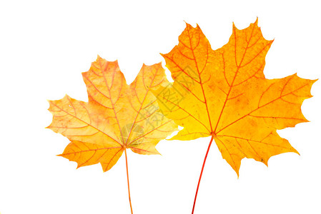 白色背景上的秋叶背景图片