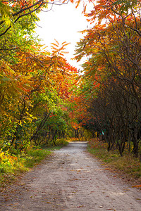 秋天之路道路和背景图片