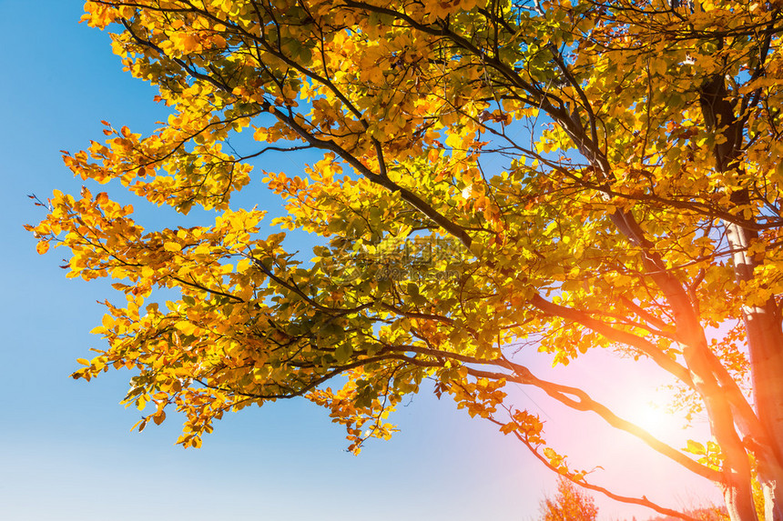 枝头上的雄伟五颜六色的树叶与阳光明媚的光束自然公园戏剧早晨场景红色的秋叶喀尔巴阡山脉图片