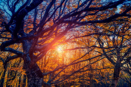 阳光照耀的秋天大树图片