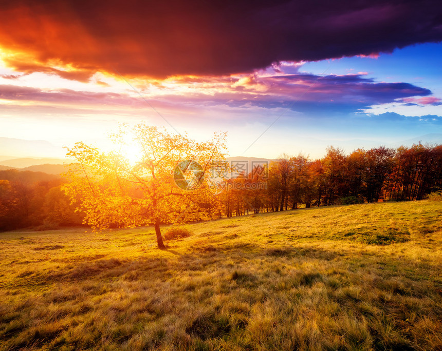 山坡上长着阳光灿烂的光束红树和黄色秋叶喀尔巴阡山脉图片