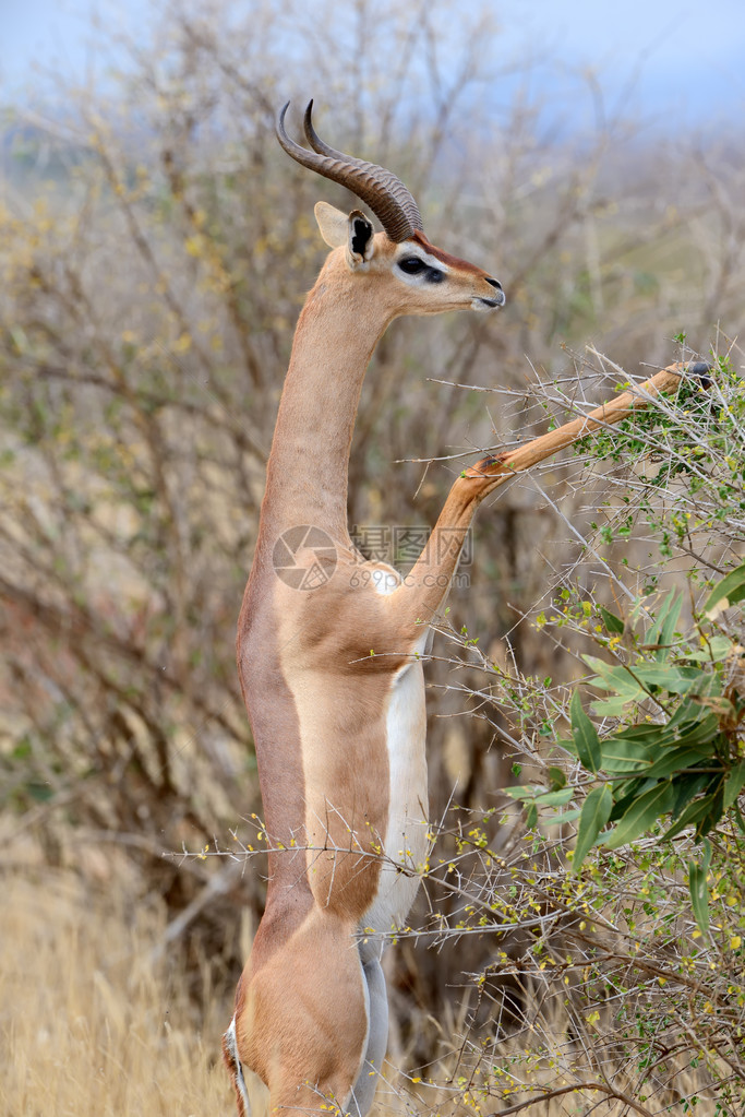 Gerenuk非洲肯尼亚公园图片