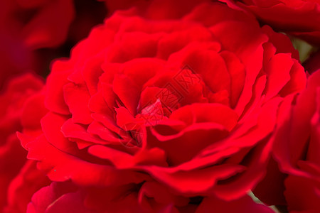 美丽的红玫瑰大型户外拍摄用于浪漫的爱背景图片