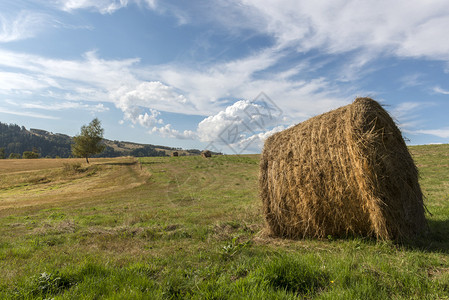 波兰的农业夏季景观在碎块田图片