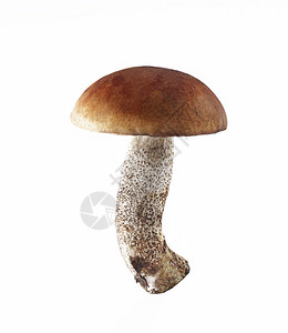 白色背景中的蘑菇牛肝菌图片