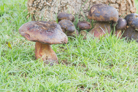 自然界中的牛肝菌蘑菇图片