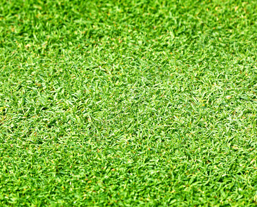 高尔夫球场绿草坪图片