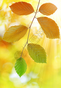 秋天的山毛榉树枝五颜六色的树叶图片