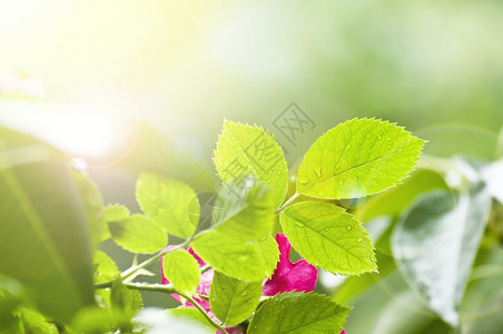 绿叶和太阳美丽的绿叶和灿烂的阳光春天图片