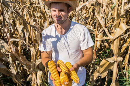玉米地里的农学家图片