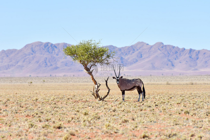 纳米比亚NamibRand自然保护区沙漠景观沿图片