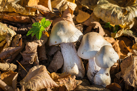 森林里不可食用的蘑菇图片