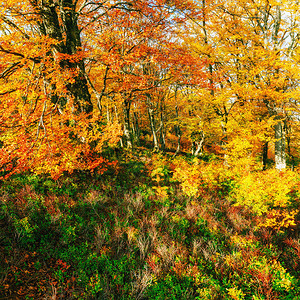 阳光明媚的下午秋天的白桦林图片