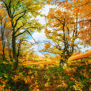 阳光明媚的下午秋天的白桦林图片