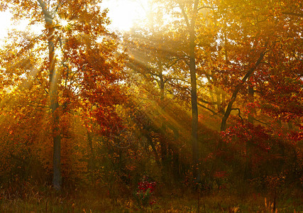 秋林的阳光图片