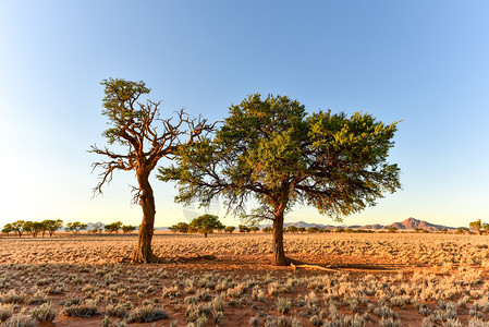 纳米比亚NamibRand自然保护图片