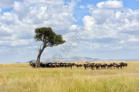 Wildebeest肯尼亚国图片