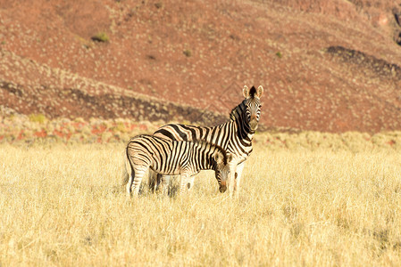 纳米比亚NamibRand自然保护区沙图片