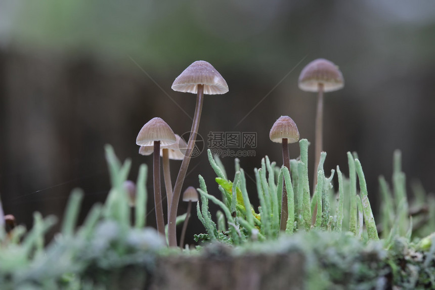 苔藓中的小魔法蘑菇特写图片