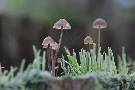 苔藓中的小魔法蘑菇特写图片